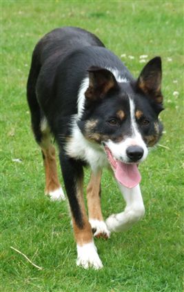 Click for large image