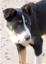 Click for large image