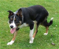 Click for large image