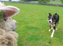 Click for large image