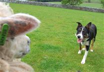 Click for large image