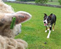 Click for large image