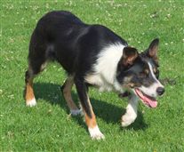 Click for large image